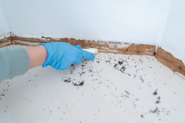 Best Flea Control Services  in Wood River, NE